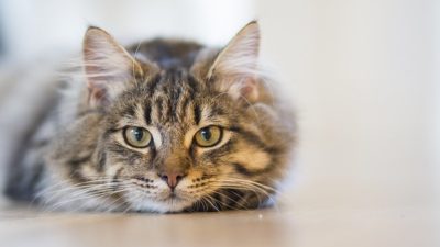 Стерилизация кошек на дому